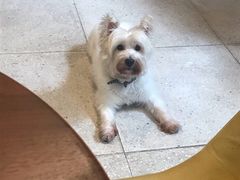 -VESH COFFEE(定西路店)