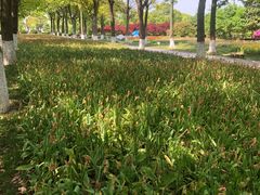 -上海鲜花港