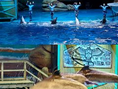 -海合安武汉极地海洋公园