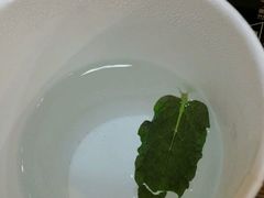 -饵块食光·云南有机手作饵块