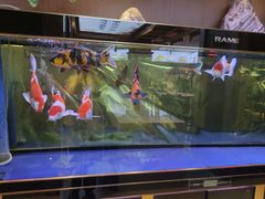 -清真·金城老碗牛肉面揪面片(兰州总店)