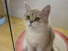 -青奢宠物·青奢猫舍