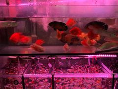 -金田水族花卉市场(银庄大厦店)