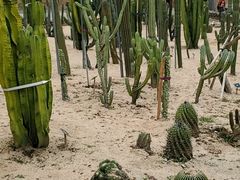 -东莞植物园