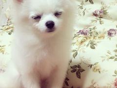 -瑞派宠物医院·24h·骨外科·皮肤科·全科宠物医疗转诊中心(沈阳浑南院)