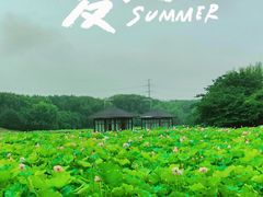 -绍兴镜湖国家城市湿地公园