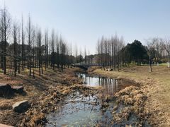 -贡湖湾湿地公园