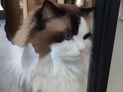 -猫十亿·布偶金渐层·曼基康矮脚猫舍(青年路店)