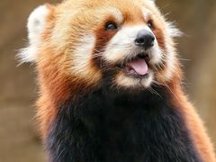 -vivo官方授权体验店(朝阳合生汇店)