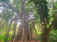 -中国科学院西双版纳热带植物园