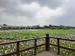 -白鹭湾湿地公园