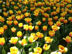 -洛阳郁金香牡丹园
