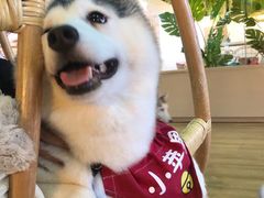 -Husky Go! 哈士奇体验馆·宠物咖啡厅狗咖