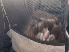 -顺强宠物诊所·狂犬免疫·夜诊·骨科(嘉定店)