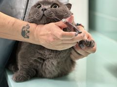 -猫宠乐园·专业洗护
