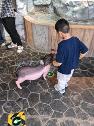 -Zoolung Zoolung动物主题公园(海信广场店)