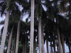 -华侨公园