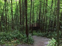 凤栖山康道-凤栖山