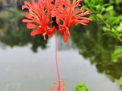 -中国科学院华南植物园