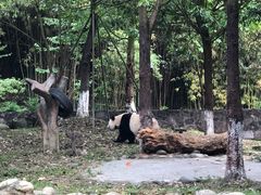 -都江堰中华大熊猫苑