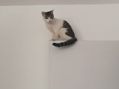 -宠爱国际动物医院·消化内科·心肾内科·ISFM猫友好(望京店)