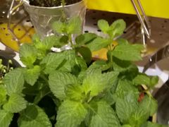 -海口绿发希尔顿酒店-田园汇自助餐·三文鱼·海鲜