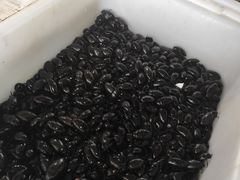 -十四涌水产中心