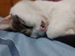 -瑞鹏宠物医院·爱宠堂·骨外专科(西荷分院)