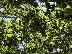 -莫子山公园