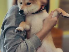 -柴务处·柴犬主题狗咖