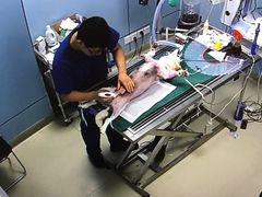 -美联众合宠物医院·爱萌分院·内外科·猫科中心