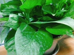 -沪花拾者(好再来花卉鲜花店)