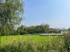 -洋湖国家湿地公园