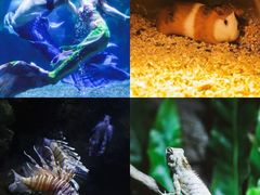 -南昌海洋公园