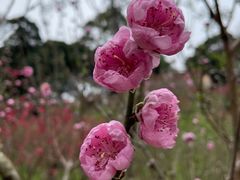 -桃花涧