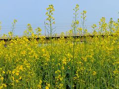 -光明小镇欢乐田园