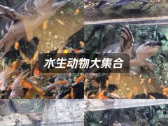 -萌宠奇缘(荣鼎店)