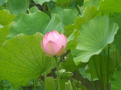 -四川大学(华西校区)