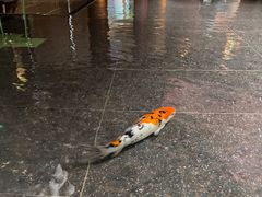 -鱼翅楼·津派砂锅鱼翅(水上公园店)
