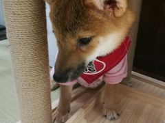 -逗柴咖啡屋·狗咖猫咖宠物桌游