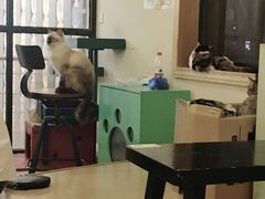 大堂-萌喵宠狗爱心宠咖