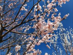 -桃花堤公园