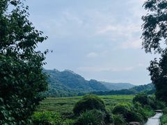-中国茶叶博物馆(双峰馆区)