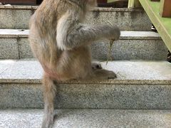 -牛鱼嘴原始生态风景区