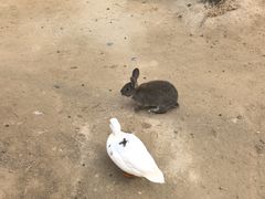 -荷兰花海