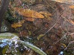 -海南热带雨林国家公园吊罗山景区