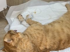-北京观赏动物医院·24小时大型综合·猫专科·异宠专科