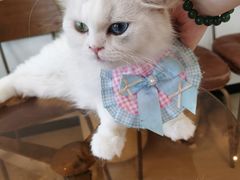 -共舞时光猫咖·狗咖(新街口店)