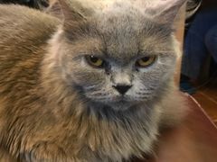 -李小姐の猫咖啡馆(五角场店)