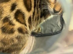 -纳吉亚猫专科动物医院·北北分院